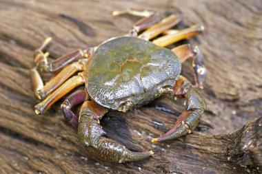Kıllı bacak dağ Yengeç: Loei, Thailand