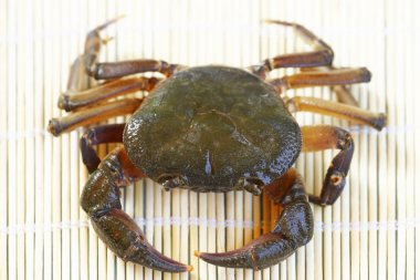 Kıllı bacak dağ Yengeç: Loei, Thailand