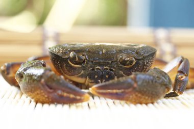 Kıllı bacak dağ Yengeç: Loei, Thailand