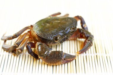 Kıllı bacak dağ Yengeç: Loei, Thailand