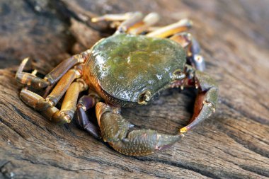 Kıllı bacak dağ Yengeç: Loei, Thailand