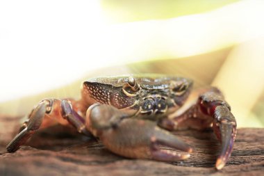 Kıllı bacak dağ Yengeç: Loei, Thailand