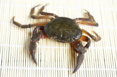 Kıllı bacak dağ Yengeç: Loei, Thailand