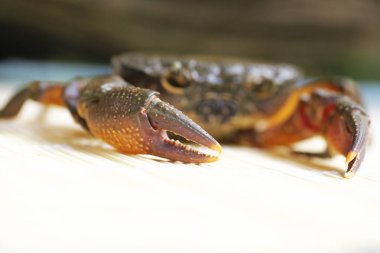 Kıllı bacak dağ Yengeç: Loei, Thailand