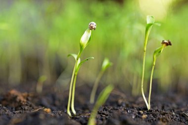Bahçedeki toprak yığınında küçük bir bitki 
