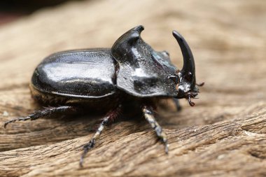 Gergedan böceği (Oryctes nasicornis) ile güzel arka plan