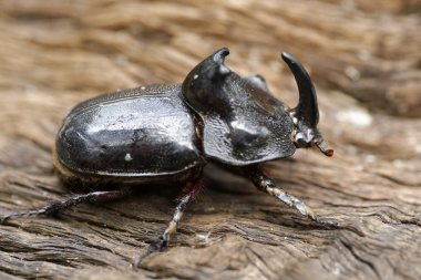 Gergedan böceği (Oryctes nasicornis) ile güzel arka plan