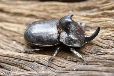 Gergedan böceği (Oryctes nasicornis) ile güzel arka plan