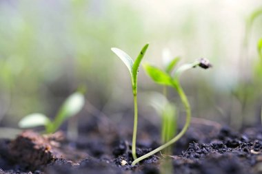 Bahçedeki toprak yığınında küçük bir bitki 