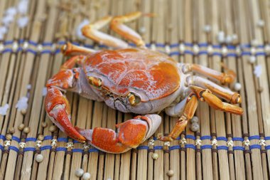 Kıllı bacak dağ Yengeç: Loei, Thailand