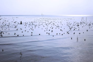 Bang Pu Seaside, Tayland Kasım ve Nisan sırasında göç martılar akın.