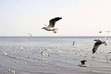 Bang Pu Seaside, Tayland Kasım ve Nisan sırasında göç martılar akın.