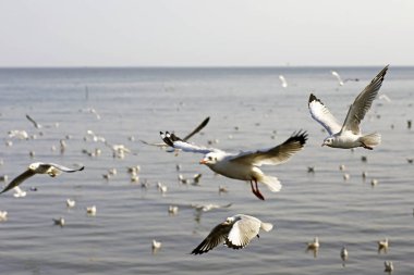 Bang Pu Seaside, Tayland Kasım ve Nisan sırasında göç martılar akın.