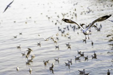 Bang Pu Seaside, Tayland Kasım ve Nisan sırasında göç martılar akın.