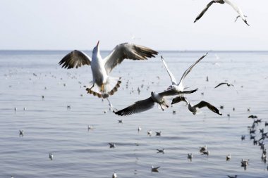 Bang Pu Seaside, Tayland Kasım ve Nisan sırasında göç martılar akın.