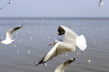 Bang Pu Seaside, Tayland Kasım ve Nisan sırasında göç martılar akın.
