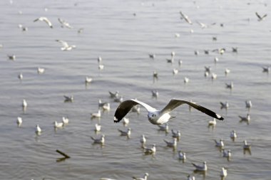 Bang Pu Seaside, Tayland Kasım ve Nisan sırasında göç martılar akın.