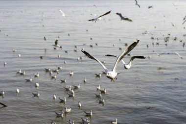 Bang Pu Seaside, Tayland Kasım ve Nisan sırasında göç martılar akın.