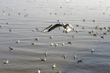 Bang Pu Seaside, Tayland Kasım ve Nisan sırasında göç martılar akın.