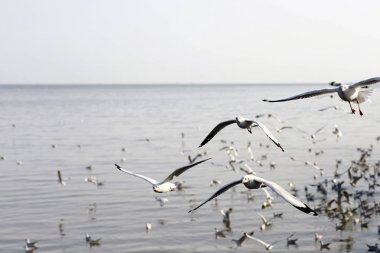 Bang Pu Seaside, Tayland Kasım ve Nisan sırasında göç martılar akın.