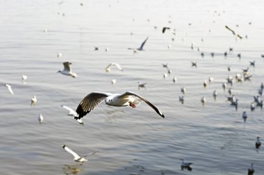 Bang Pu Seaside, Tayland Kasım ve Nisan sırasında göç martılar akın.