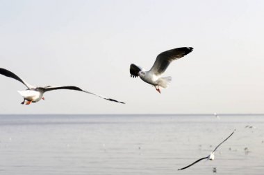 Bang Pu Seaside, Tayland Kasım ve Nisan sırasında göç martılar akın.