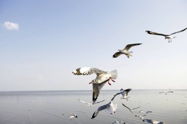 Bang Pu Seaside, Tayland Kasım ve Nisan sırasında göç martılar akın.