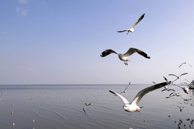 Bang Pu Seaside, Tayland Kasım ve Nisan sırasında göç martılar akın.