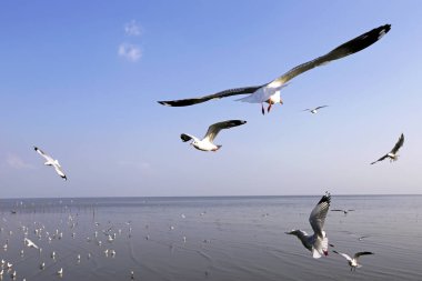 Bang Pu Seaside, Tayland Kasım ve Nisan sırasında göç martılar akın.