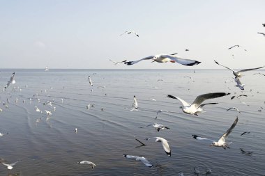 Bang Pu Seaside, Tayland Kasım ve Nisan sırasında göç martılar akın.
