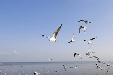 Bang Pu Seaside, Tayland Kasım ve Nisan sırasında göç martılar akın.