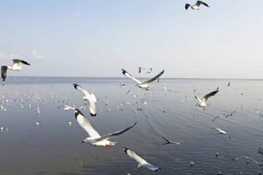 Bang Pu Seaside, Tayland Kasım ve Nisan sırasında göç martılar akın.