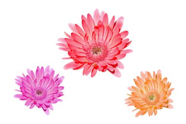 Renkli Gerbera çiçeklerini kapatın. 