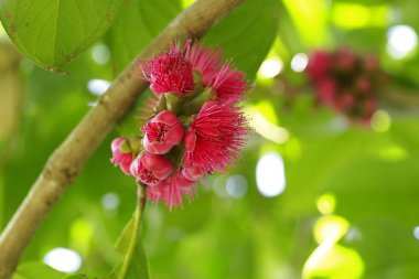 Malay apple, malay gül elma çiçeği