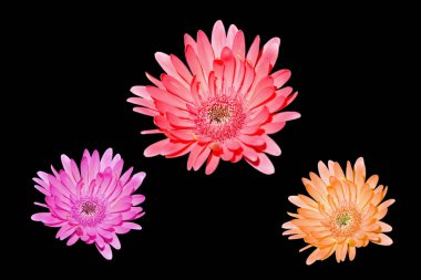 Renkli Gerbera çiçeklerini kapatın. 