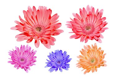 Renkli Gerbera çiçeklerini kapatın. 