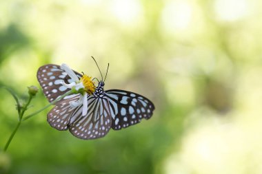 Kral kelebeği bir çiçeğin üzerinde