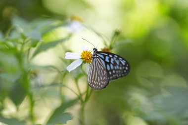 Kral kelebeği bir çiçeğin üzerinde