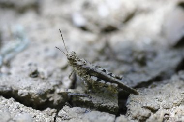 Çekirge yeşil yaprağa tünemiş