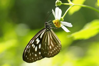 Kral kelebeği bir çiçeğin üzerinde