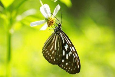 Kral kelebeği bir çiçeğin üzerinde