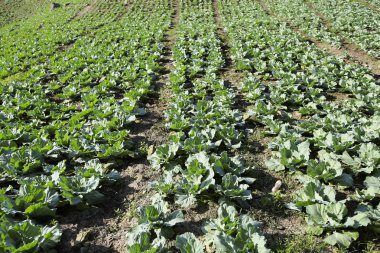Mountain view yolda Phu Tubberk, Tayland: Phetchabun ilinin turistik Simgesel Yapı ile