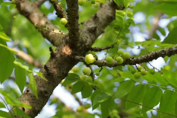 yıldız bektaşi üzümü meyve ağacı üzerinde