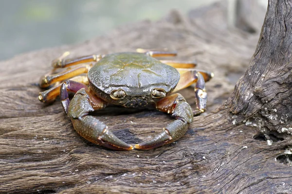 Kıllı bacak dağ Yengeç: Loei, Thailand