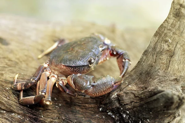 Kıllı bacak dağ Yengeç: Loei, Thailand