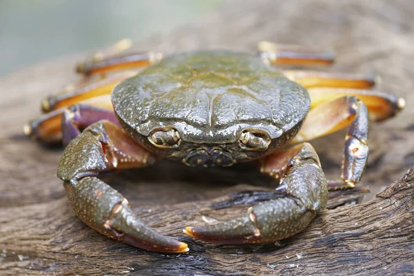 Kıllı bacak dağ Yengeç: Loei, Thailand