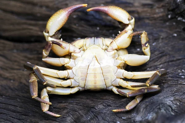 Kıllı bacak dağ Yengeç: Loei, Thailand