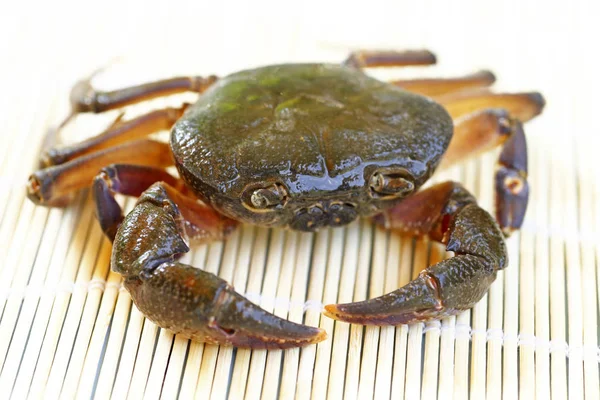 Kıllı bacak dağ Yengeç: Loei, Thailand