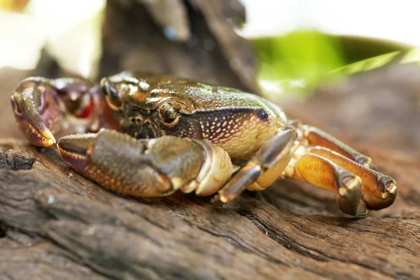 Jambe Poilue Crabe Montagne Loei Thaïlande — Photo