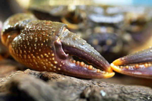 Gamba Pelosa Granchio Montagna Loei Thailandia — Foto Stock